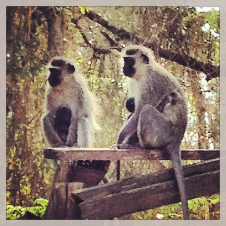 הוסטל Port Saint Johnʼs Jungle Monkey Backpackers מראה חיצוני תמונה