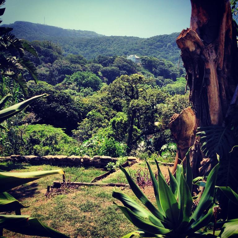 הוסטל Port Saint Johnʼs Jungle Monkey Backpackers מראה חיצוני תמונה